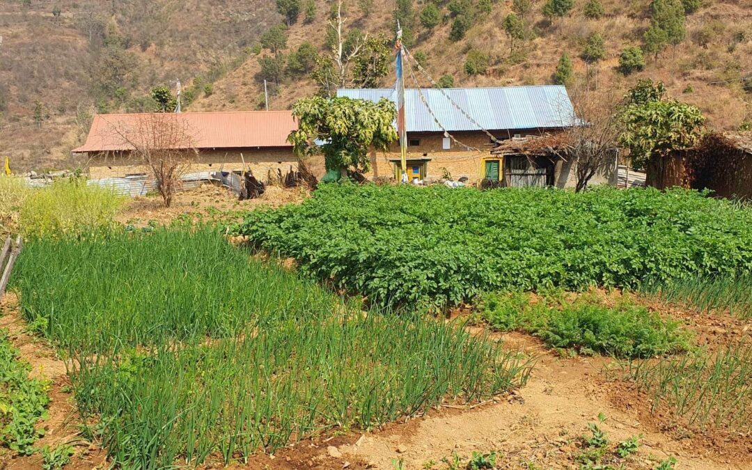 Womens crops in Thamdana